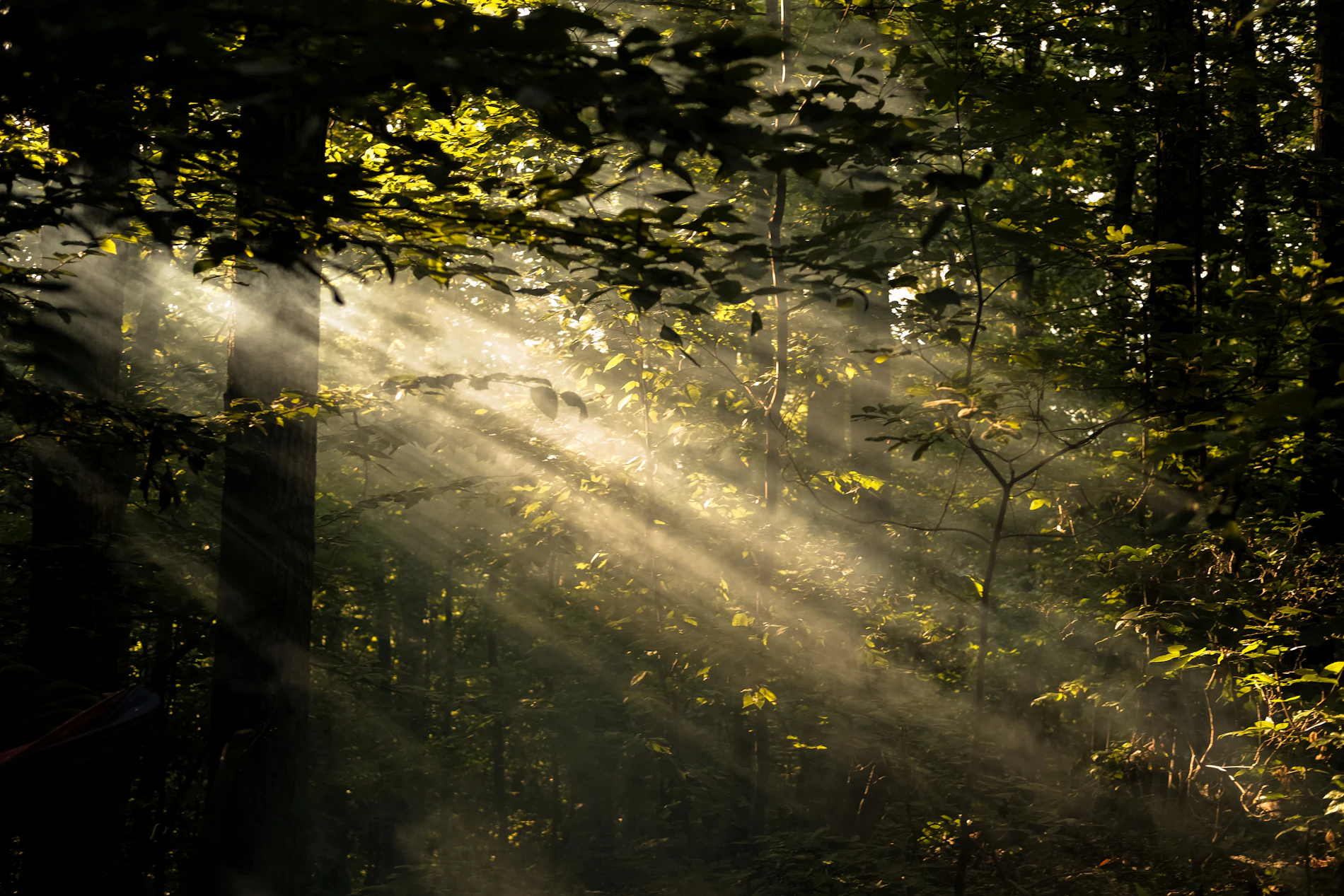 Sonnenlicht fällt in Strahlen durch einen dichten Wald