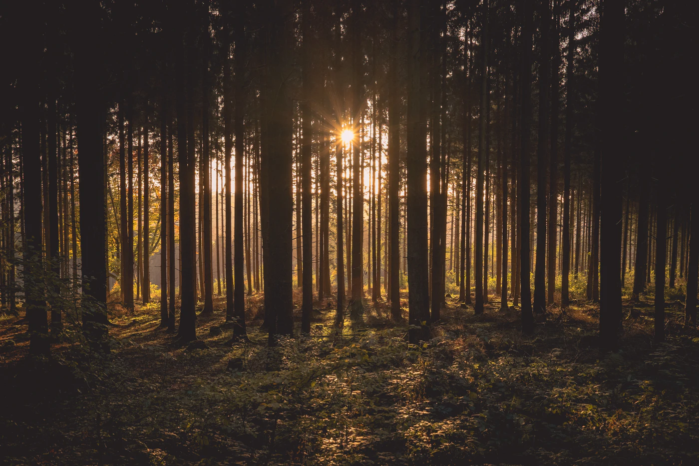 Sonnenlicht zwischen Baumstämmen